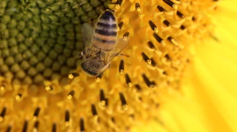 Sunflower bee 03 HD Stock Footage 1539795