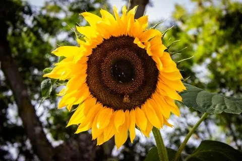 Sunflower with bee and trees in the background Stock Photos