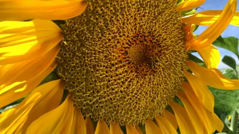 Sunflower with bee, close-up Stock Footage 131839903