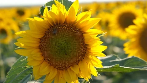 Sunflower bee close-up. Stock Footage 203677860