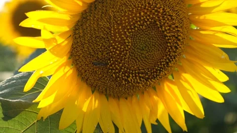 Sunflower bee close-up. Stock Footage 203678509