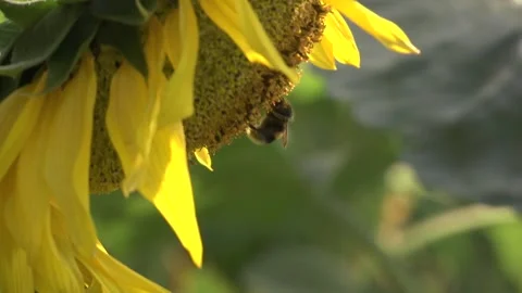 Sunflower with bee close up Stock Footage 296086882