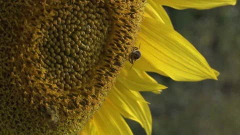 Sunflower with bee close up Video stock 296086890