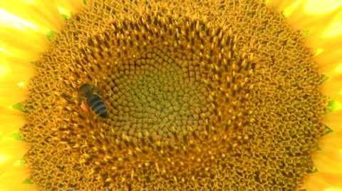 Sunflower bee Stock Footage 150492