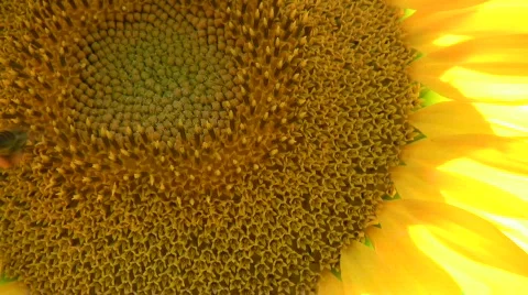 Sunflower bee Stock Footage 150676