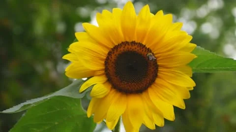 Sunflower with bee Stock Footage 11888321