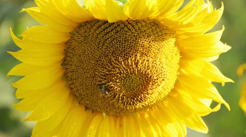 Sunflower with bee Stock Footage 35964246