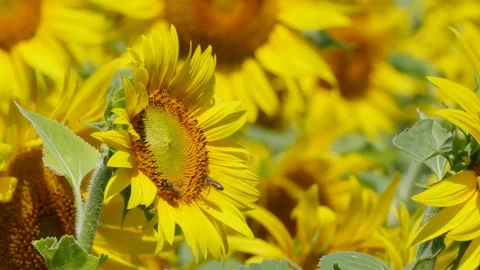 Sunflower with bee Video stock 79619799