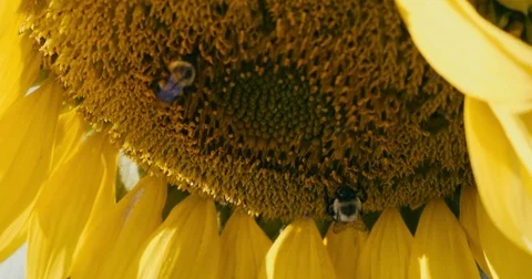 Sunflower with a Bee Stock Footage 80440098