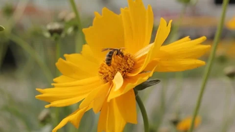 Sunflower with a bee Stock Footage 88717077