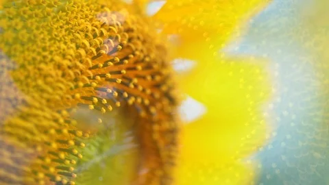 Sunflower with bee. Stock Footage 94734979