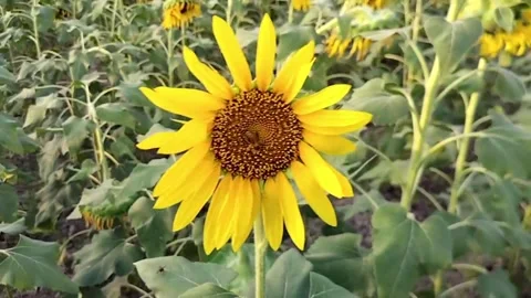 Sunflower with bee Stock Footage 276612089
