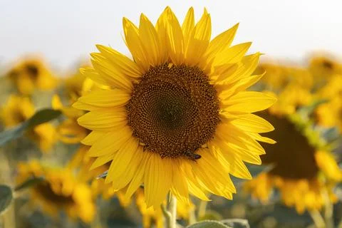 A sunflower with a bee on it background Stock Photos