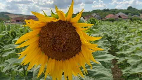 Sunflower with a bee on it in summer - in Maramures county, Romania Stock Footage 198809521