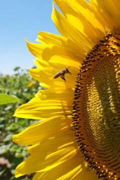 Sunflower with bee Stock Photos