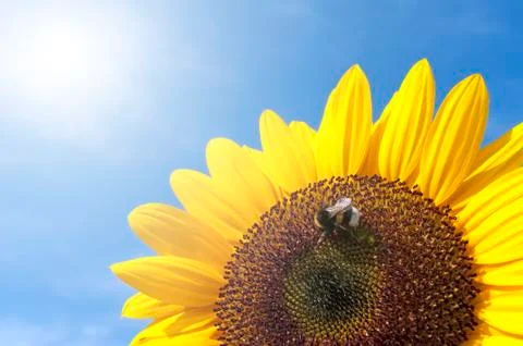 Sunflower with bee Stock-Fotos