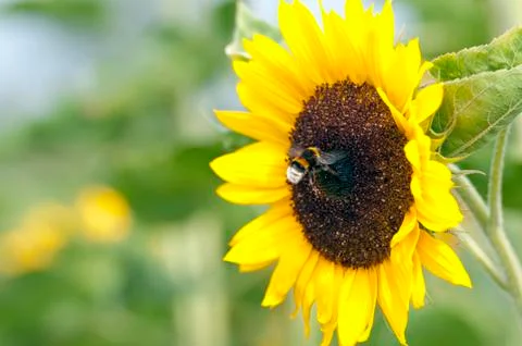 Sunflower with bee Stock Photos