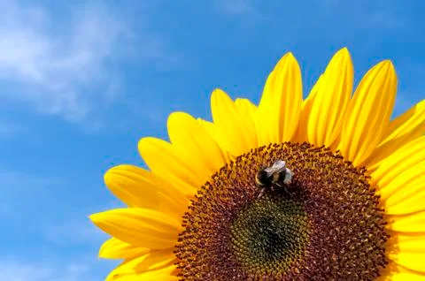 Sunflower with bee Foto stock