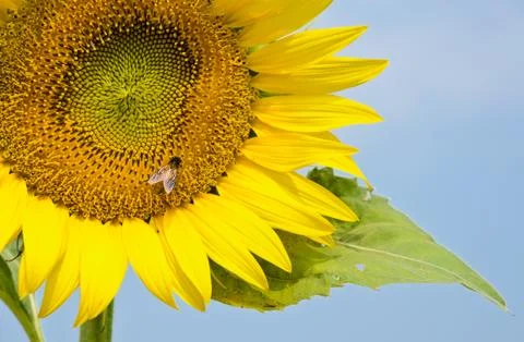 Sunflower with bee Foto stock
