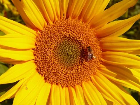 Sunflower with bee Stock Photos