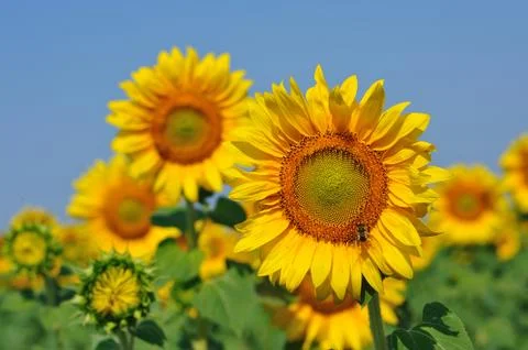 Sunflower with bee 스톡 사진