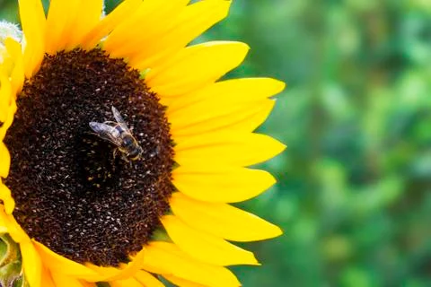 Sunflower with bee Stock Photos
