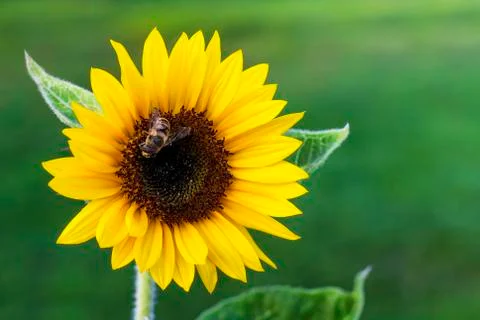 Sunflower with bee Stock Photos