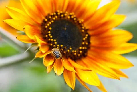 Sunflower with bee Stock Photos