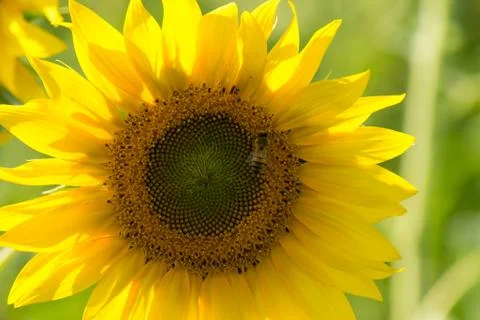 Sunflower with a bee Foto stock