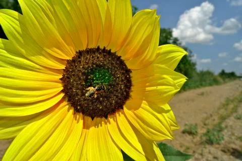 Sunflower Bee Stock Photos