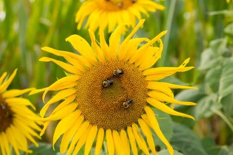 Sunflower Bee Stock Photos