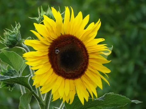 Sunflower with bee Stock Photos