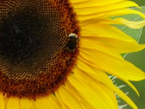 Sunflower with bee 스톡 사진
