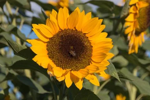 Sunflower with a bee Stock Photos