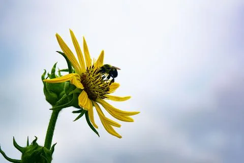 Sunflower Bee Stock Photos