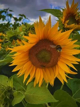 Sunflower Bee Stock Photos
