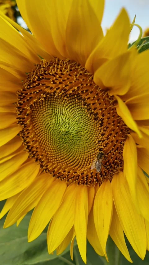 Sunflower with bee pollination, summer concept Stock Footage 280024718