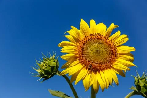 Sunflower with bee with a sky backdrop. 스톡 사진