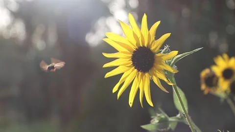 Sunflower with bee in soft natural light at the evening and in close up shot Stock Footage 155093883