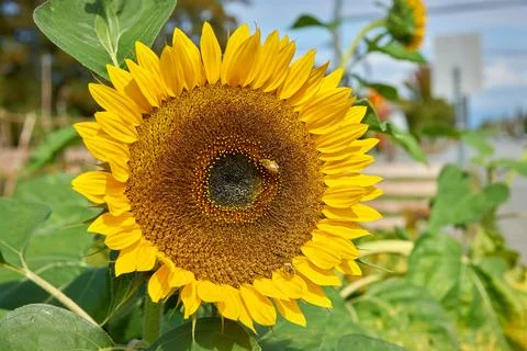 Sunflower with Bee in Sun Photos