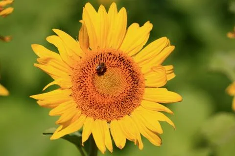 Sunflower with bee on top. Stock Photos