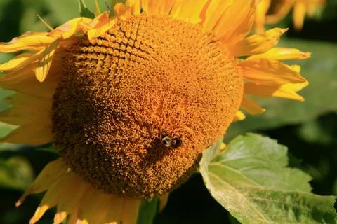 Sunflower with bee on top. Stock Photos