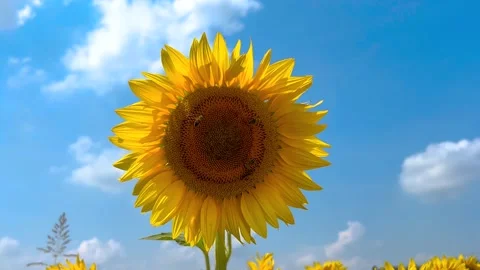 Sunflower with bees on blue sky Stock Footage 282741716