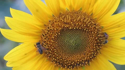 Sunflower with bees 動画素材 11526251