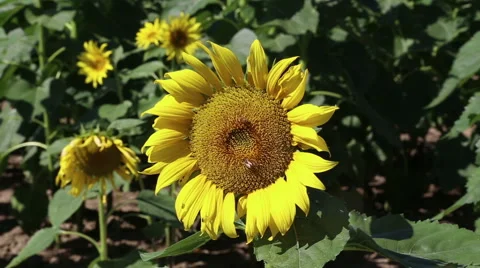 Sunflower with bees 動画素材 42132067