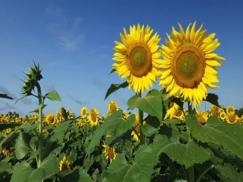 Sunflower with Bees 库存影片 77551618