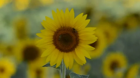 Sunflower with bees Vidéo 157093103