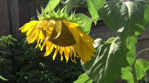 Sunflower with bees. Stockbeeldmateriaal 208455404