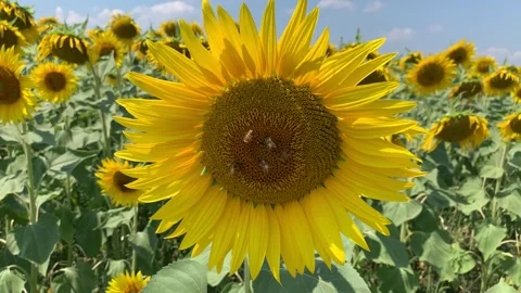 Sunflower with bees Video stock 328646210
