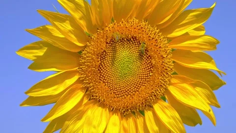 Sunflower With Bees Gathering Pollen Under a Blue Summer Sky Stock Footage 341645173